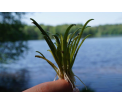 Fot. D. Janicka - Lobelia jeziorna