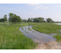 Zalane łąki nad Meszną (fot. Piotr Basiński)