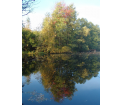 Staw w Turtulu
fot. T. Świerubska