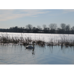 Leśno