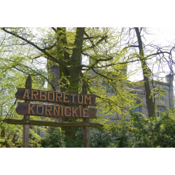 Arboretum Kórnickie