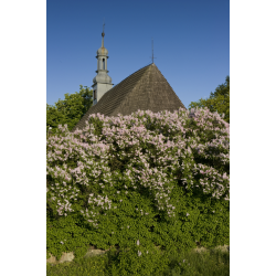 Kościół św. Michała Archanioła i Matki Bożej Wspomożenia Wiernych w Rogalinku