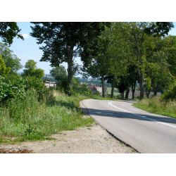 Sulicice