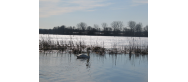 Leśno