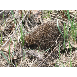 Fauna Parku