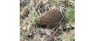 Fauna Parku