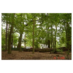 Park leśny w Sosnowicy Lasek