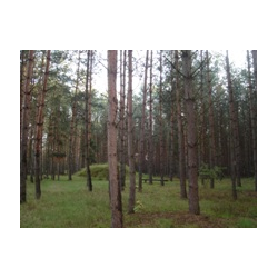 Kurhan „Szwedzka Mogiła”
